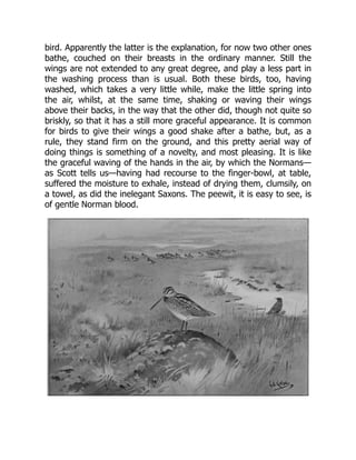 bird. Apparently the latter is the explanation, for now two other ones
bathe, couched on their breasts in the ordinary manner. Still the
wings are not extended to any great degree, and play a less part in
the washing process than is usual. Both these birds, too, having
washed, which takes a very little while, make the little spring into
the air, whilst, at the same time, shaking or waving their wings
above their backs, in the way that the other did, though not quite so
briskly, so that it has a still more graceful appearance. It is common
for birds to give their wings a good shake after a bathe, but, as a
rule, they stand firm on the ground, and this pretty aerial way of
doing things is something of a novelty, and most pleasing. It is like
the graceful waving of the hands in the air, by which the Normans—
as Scott tells us—having had recourse to the finger-bowl, at table,
suffered the moisture to exhale, instead of drying them, clumsily, on
a towel, as did the inelegant Saxons. The peewit, it is easy to see, is
of gentle Norman blood.
 
