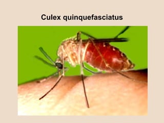 Culex quinquefasciatus 