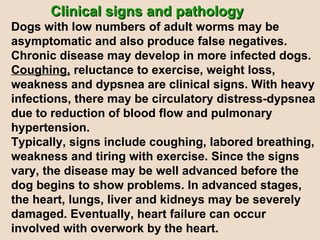 Clinical signs and pathology Dogs with low numbers of adult worms   may be asymptomatic and also produce false negatives. Chronic disease may develop in more infected dogs.  Coughing,  reluctance to exercise, weight loss, weakness and dypsnea are clinical signs. With heavy infections, there may be circulatory distress-dypsnea due to reduction of blood flow and pulmonary hypertension.  Typically, signs include coughing, labored breathing, weakness and tiring with exercise. Since the signs vary, the disease may be well advanced before the dog begins to show problems. In advanced stages, the heart, lungs, liver and kidneys may be severely damaged. Eventually, heart failure can occur  involved with overwork by the heart.  