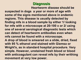 Diagnosis   Heartworm disease should be suspected in dogs  a year or more of age with some of the signs mentioned above in endemic regions. This disease is usually detected by finding mfs in a blood sample by either 1/ looking for mfs with a microscope at 20-100 x or 2/ using one of several serological diagnostic tests which can detect of heartworm antibodies even when mfs cannot be found with a microscope.  A drop of blood is smeared on a slide, dried, fixed with 95 % ethanol and stained with Giemsa or Wright's, as in standard hospital procedure. Very simple. However, unstained fresh blood or blood with anticoagulant can reveal mfs by their writhing movement at very low power.   