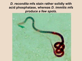 D. recondita  mfs stain rather solidly with acid phosphatase, whereas  D. immitis mfs produce a few spots. 