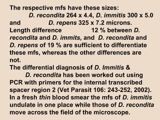 The respective mfs have these sizes:  D. recondita  264 x 4.4,  D. immitis  300 x 5.0 and  D. repens  325 x 7.2 microns. Length difference  12 % between  D. recondita  and  D. immits,  and  D. recondita  and  D. repens  of 19 % are sufficient to differentiate these mfs, whereas the other differences are not. The differential diagnosis of  D. Immitis  &   D. recondita  has been worked out using PCR with primers for the internal transcribed spacer region 2 (Vet Parasit 106: 243-252, 2002). In a fresh  thin  blood smear the mfs of  D. immitis  undulate in one place while those of  D. recondita  move across the field of the microscope. 