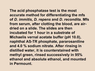 The acid phosphatase test is the most accurate method for differentiating the mfs of  D. immitis, D. repens  and  D. recondita . Mfs from serum, after clotting the blood, are air-dried on a slide. The slides are then incubated for 1 hour in a substrate of Michaelis vernal acetate buffer (pH 10.0), naphthal AS-TR phosphate, pararosaniline and 4.0 % sodium nitrate. After rinsing in distilled water, it is counterstained with methyl green, rinsed successively in 95% ethanol and absolute ethanol, and mounted in Permount.  
