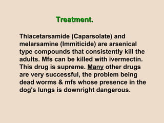 Treatment.  Thiacetarsamide (Caparsolate) and melarsamine (Immiticide) are arsenical type compounds that consistently kill the adults. Mfs can be killed with ivermectin. This drug is supreme.  Many  other drugs are very successful, the problem being dead worms & mfs whose presence in the dog's lungs is downright dangerous. 