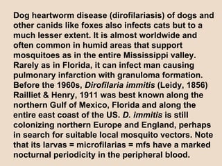 Dog heartworm disease (dirofilariasis) of dogs and other canids like foxes also infects cats but to a much lesser extent. It is almost worldwide and often common in humid areas that support mosquitoes as in the entire Mississippi valley. Rarely as in Florida, it can infect man causing pulmonary infarction with granuloma formation. Before the 1960s,  Dirofilaria immitis  (Leidy, 1856) Railliet & Henry, 1911 was best known along the northern Gulf of Mexico, Florida and along the entire east coast of the US.  D. immitis  is still colonizing northern Europe and England, perhaps in search for suitable local mosquito vectors. Note that its larvas = microfilarias = mfs have a marked nocturnal periodicity in the peripheral blood. 