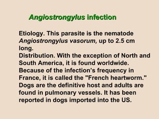 Angiostrongylus  infection Etiology. This parasite is the nematode  Angiostrongylus vasorum,  up to 2.5 cm long. Distribution. With the exception of North and South America, it is found worldwide. Because of the infection’s frequency in France, it is called the "French heartworm." Dogs are the definitive host and adults are found in pulmonary vessels. It has been reported in dogs imported into the US. 