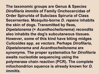 The taxonomic groups are Genus & Species  Dirofilaria immitis  of Family Onchocercidae of Order Spirurida of Subclass Spiruria of Class Secernentea. Mosquito-borne  D. repens  inhabits the skin of dogs. Transmitted by fleas,  Dipetalonema  (=  Acanthocheilonema )  recondita  also inhabits the dog's subcutaneous tissues. However, some of this kind have biting midges  Culicoides  spp.  as vectors.  Perhaps  Dirofilaria, Dipetalonema  and  Acanthocheilonema  are synonyms. The proper systematics for  Dirofilaria  awaits nucleotide sequencing using the polymerase chain reaction (PCR). The complete mitochondrion squence is already known for  D. immitis. 