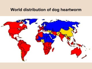World distribution of dog heartworm 