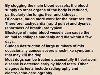 By clogging the main blood vessels, the blood  supply to other organs of the body is reduced, particularly the lungs, liver and kidneys. Of course, much more work for the heart results. Therefore, tachycardia (rapid pulse) and dysnea (shortness of breath) are typical.  Blockage of major blood vessels can cause the animal to collapse suddenly and die within a few days.  Sudden destruction of large numbers of mfs occasionally causes severe shock-like symptoms  that may kill the dog.  Most dogs can be treated successfully if heartworm disease is detected early by blood tests. Other diagnostic tests include radiography and electro/echo-cardiography. 