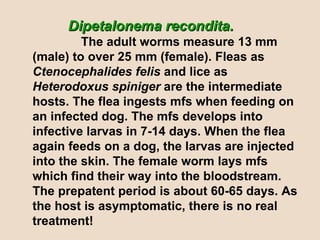 Dipetalonema recondita.   The adult worms measure 13 mm (male) to over 25 mm (female). Fleas as  Ctenocephalides felis  and lice as  Heterodoxus spiniger  are the intermediate hosts. The flea ingests mfs when feeding on an infected dog. The mfs develops into infective larvas in 7-14 days. When the flea again feeds on a dog, the larvas are injected into the skin. The female worm lays mfs which find their way into the bloodstream. The prepatent period is about 60-65 days. As the host is asymptomatic, there is no real treatment!  