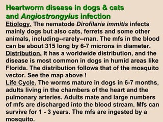 Heartworm disease in dogs & cats  and  Angiostrongylus  infection Etiology.  The nematode  Dirofilaria immitis  infects mainly dogs but also cats, ferrets and some other animals, including--rarely--man. The mfs in the blood can be about 315 long by 6-7 microns in diameter. Distribution.  It has a worldwide distribution, and the disease is most common in dogs in humid areas like Florida. The distribution follows that of the mosquito vector. See the map above !  Life Cycle.  The worms mature in dogs in 6-7 months, adults living in the chambers of the heart and the pulmonary arteries. Adults mate and large numbers  of mfs are discharged into the blood stream. Mfs can survive for 1 - 3 years. The mfs are ingested by a mosquito.  