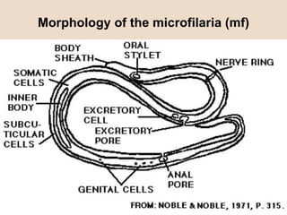 Morphology of the microfilaria (mf) 
