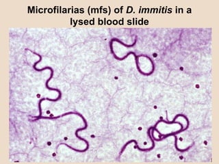 Microfilarias (mfs) of  D. immitis  in a lysed blood slide 