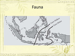 Fauna
 