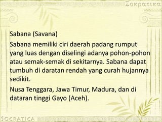 Sabana (Savana)
Sabana memiliki ciri daerah padang rumput
yang luas dengan diselingi adanya pohon-pohon
atau semak-semak di sekitarnya. Sabana dapat
tumbuh di daratan rendah yang curah hujannya
sedikit.
Nusa Tenggara, Jawa Timur, Madura, dan di
dataran tinggi Gayo (Aceh).
 