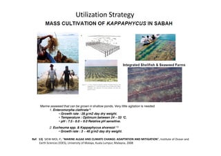 Utilization Strategy
Ref: 13) SIEW-MOI, P.; “MARINE ALGAE AND CLIMATE CHANGE: ADAPTATION AND MITIGATION”; Institute of Ocean and
Earth Sciences (IOES), University of Malaya, Kuala Lumpur, Malaysia, 2008
Marine seaweed that can be grown in shallow ponds. Very little agitation is needed
1. Enteromorpha clathrata 8)
•.Growth rate : 28 g/m2·day dry weight.
• Temperature : Optimum between 24 – 33 °C.
• pH : 7.5 - 8.0 – 9.0 Relative pH sensitive.
2. Eucheuma spp. & Kappaphycus alvarezzi 13)
• Growth rate : 3 ~ 46 g/m2·day dry weight.
 