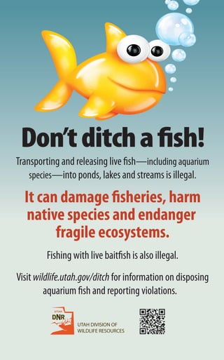 Transporting and releasing live fish—including aquarium
species—into ponds, lakes and streams is illegal.
Don’tditchaﬁsh!
It can damage fisheries, harm
native species and endanger
fragile ecosystems.
Fishing with live baitfish is also illegal.
Visit wildlife.utah.gov/ditch for information on disposing
aquarium fish and reporting violations.
UTAH DIVISION OF
WILDLIFE RESOURCES
 
