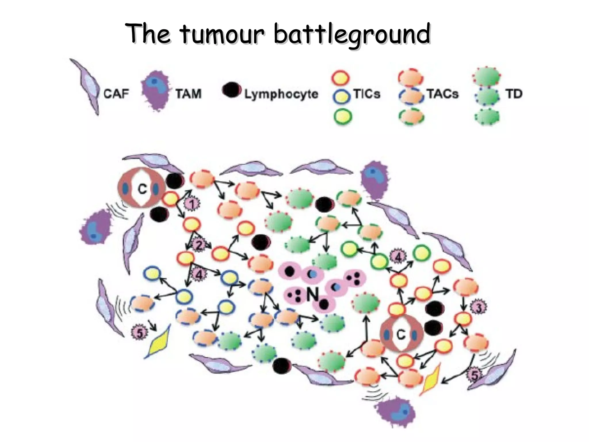 The tumour battleground 