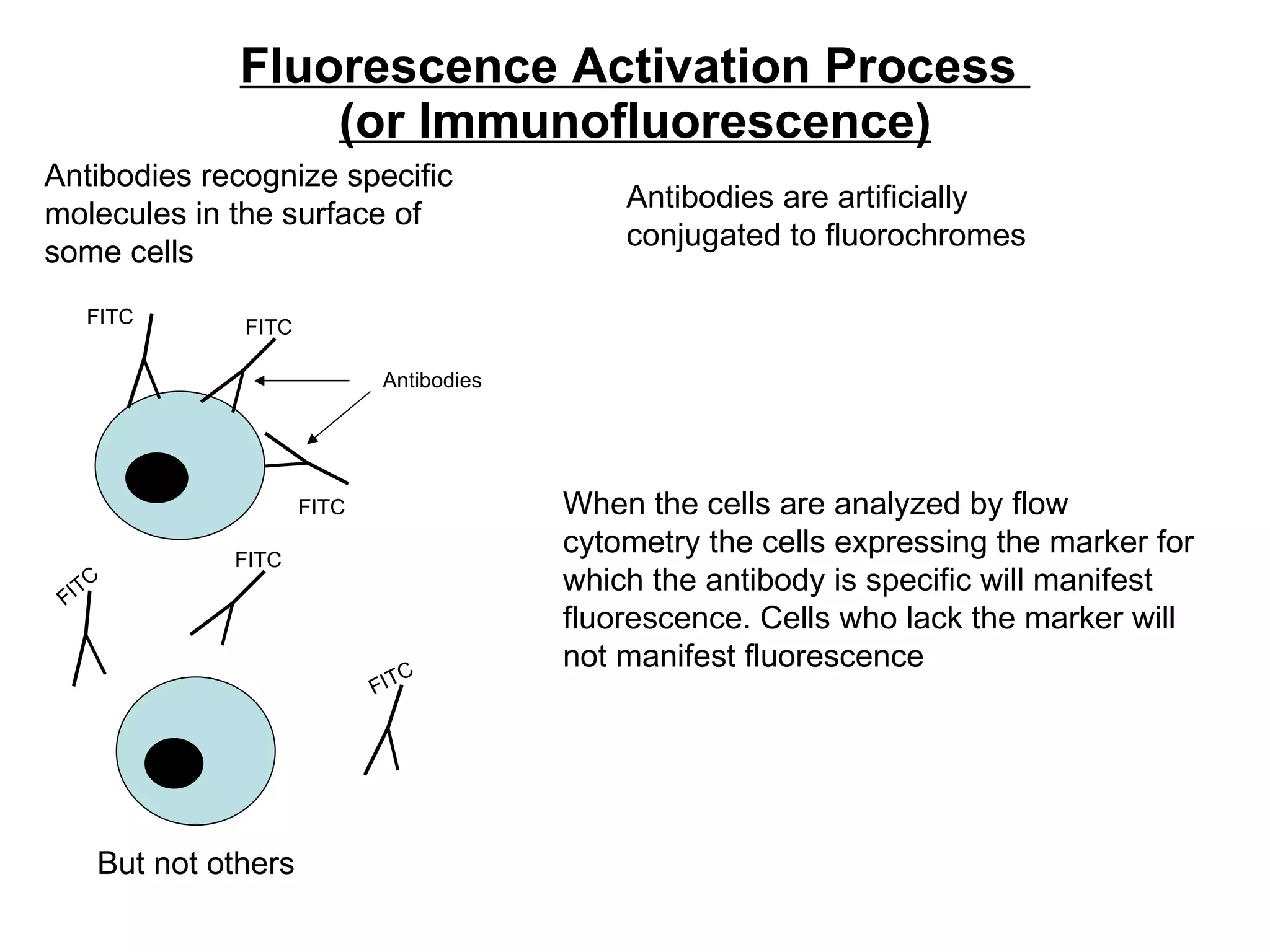 Fluorescence Activation Process  (or Immunofluorescence) FITC FITC Antibodies recognize specific molecules in the surface of some cells But not others When the cells are analyzed by flow cytometry the cells expressing the marker for which the antibody is specific will manifest fluorescence. Cells who lack the marker will not manifest fluorescence Antibodies are artificially conjugated to fluorochromes Antibodies FITC FITC FITC FITC 
