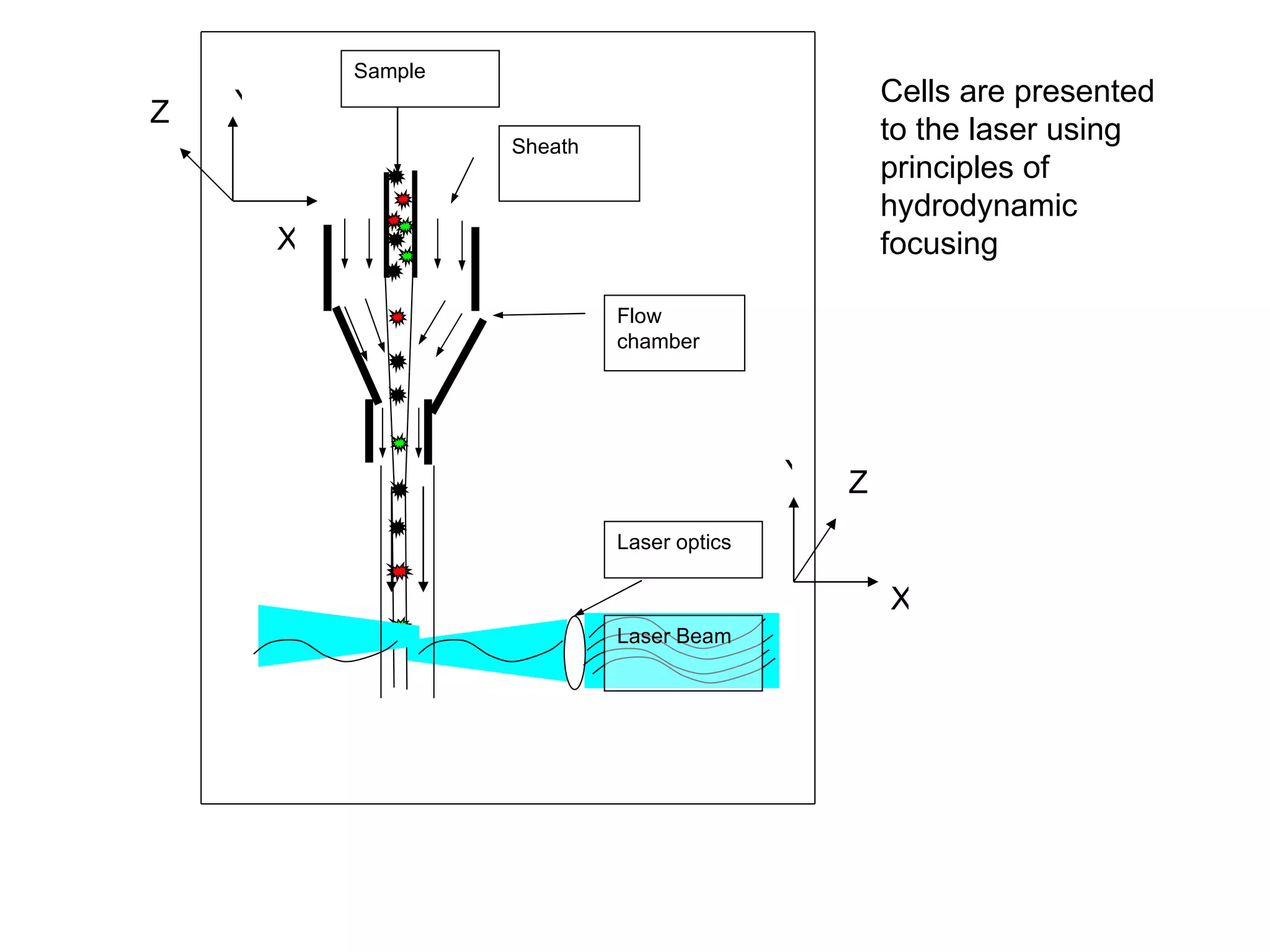 Y X Z Y Z X Cells are presented to the laser using principles of hydrodynamic focusing  Laser optics Laser Beam Flow chamber Sheath Sample 