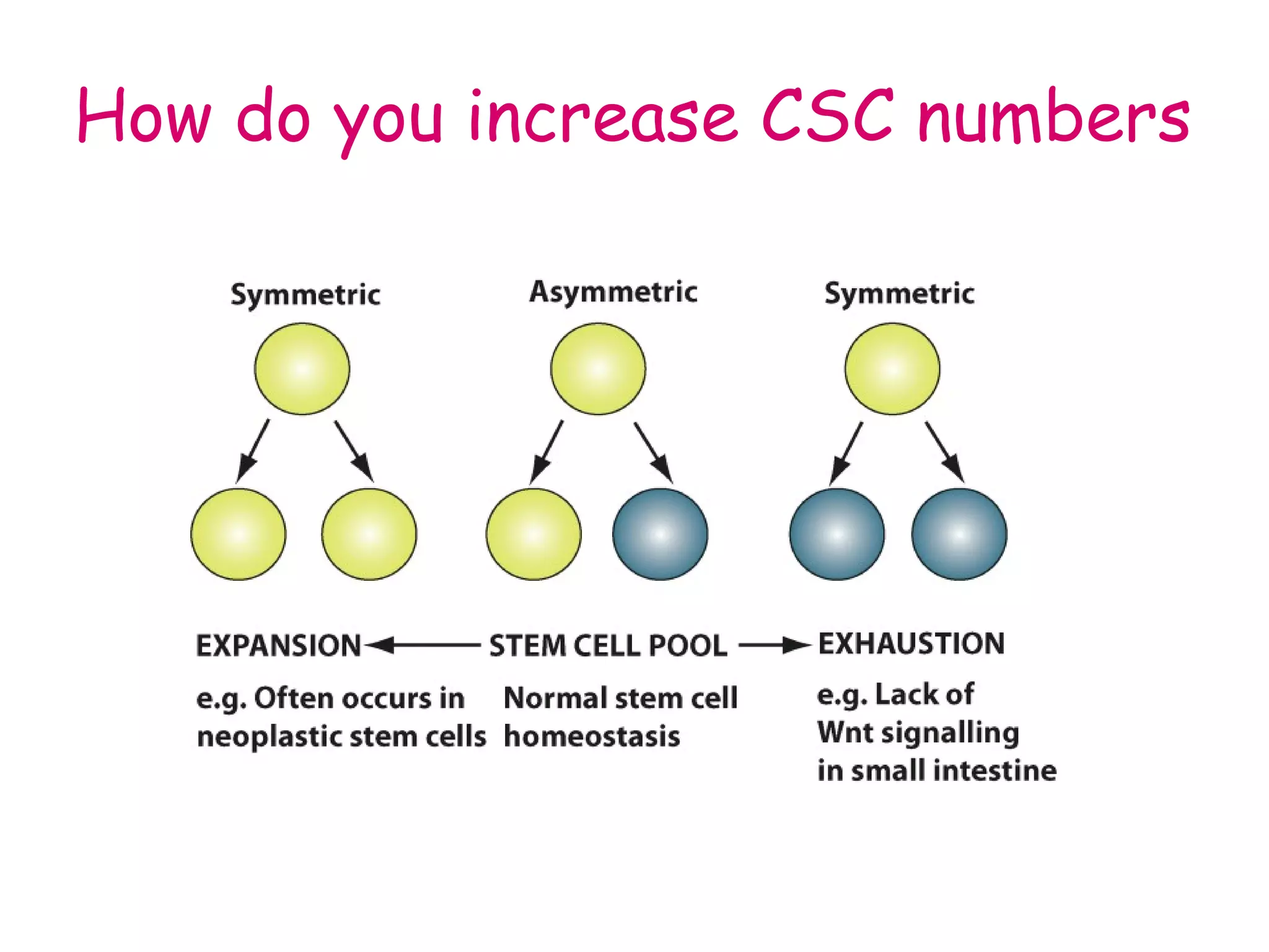How do you increase CSC numbers 