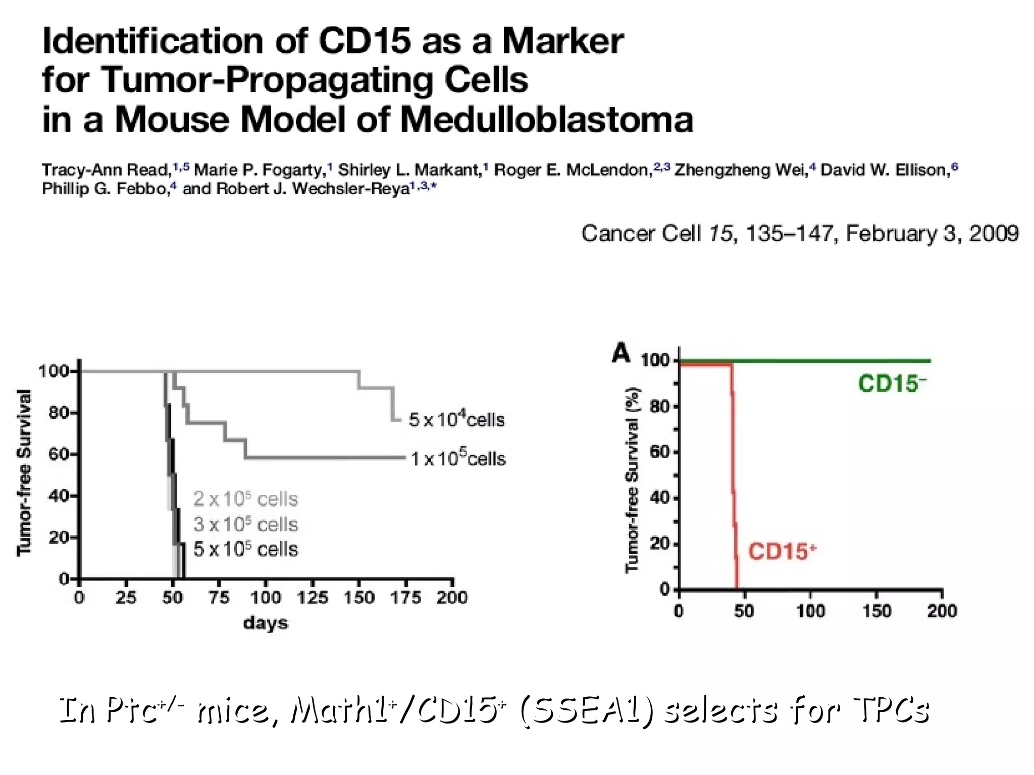 In Ptc +/-  mice, Math1 + /CD15 +  (SSEA1) selects for TPCs 
