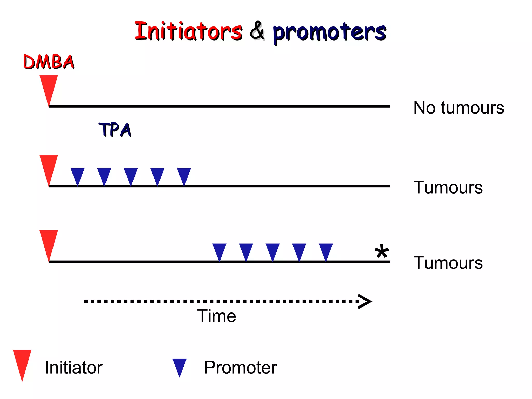 Time Initiator Promoter Initiators  &   promoters * Tumours Tumours No tumours DMBA TPA 