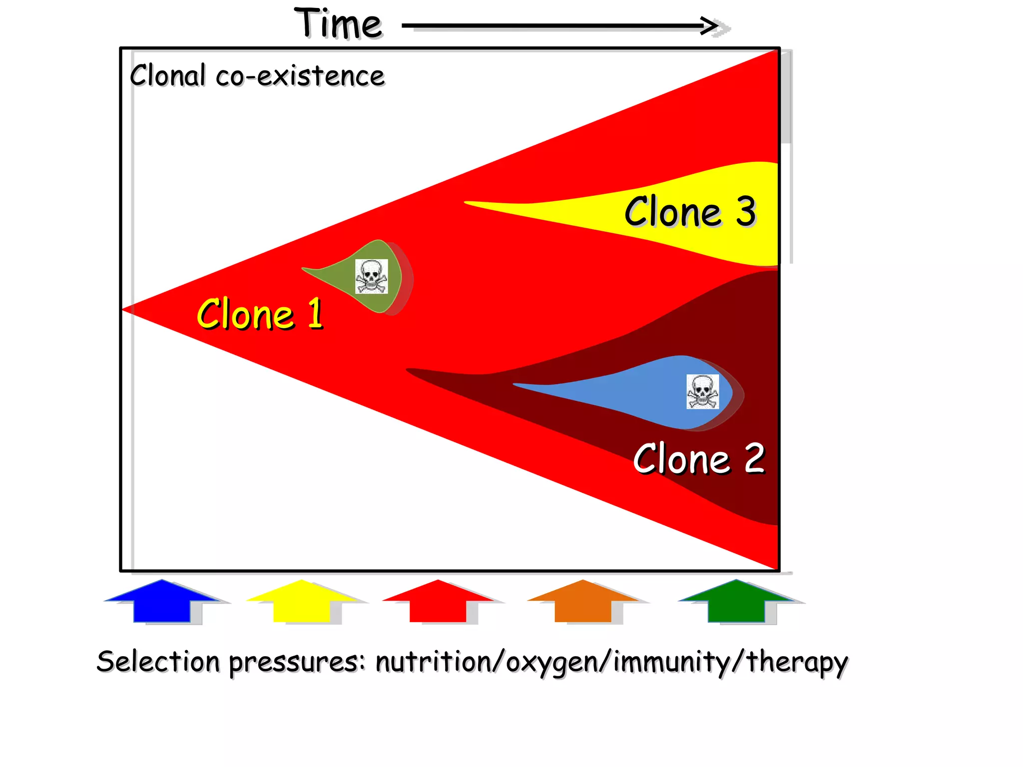 Time Selection pressures: nutrition/oxygen/immunity/therapy Clonal co-existence Clone 1 Clone 3 Clone 2 