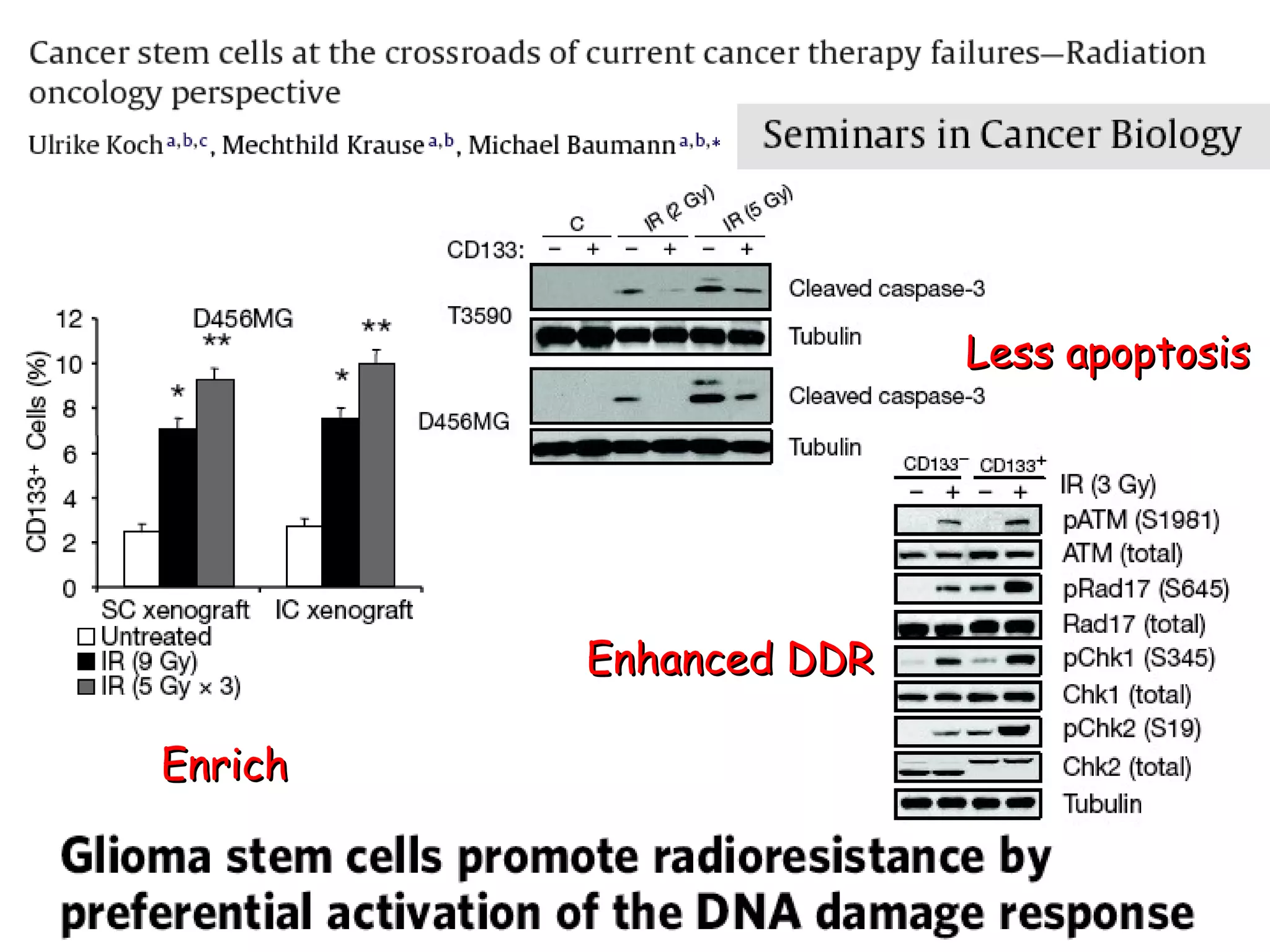 Enrich Less apoptosis Enhanced DDR 