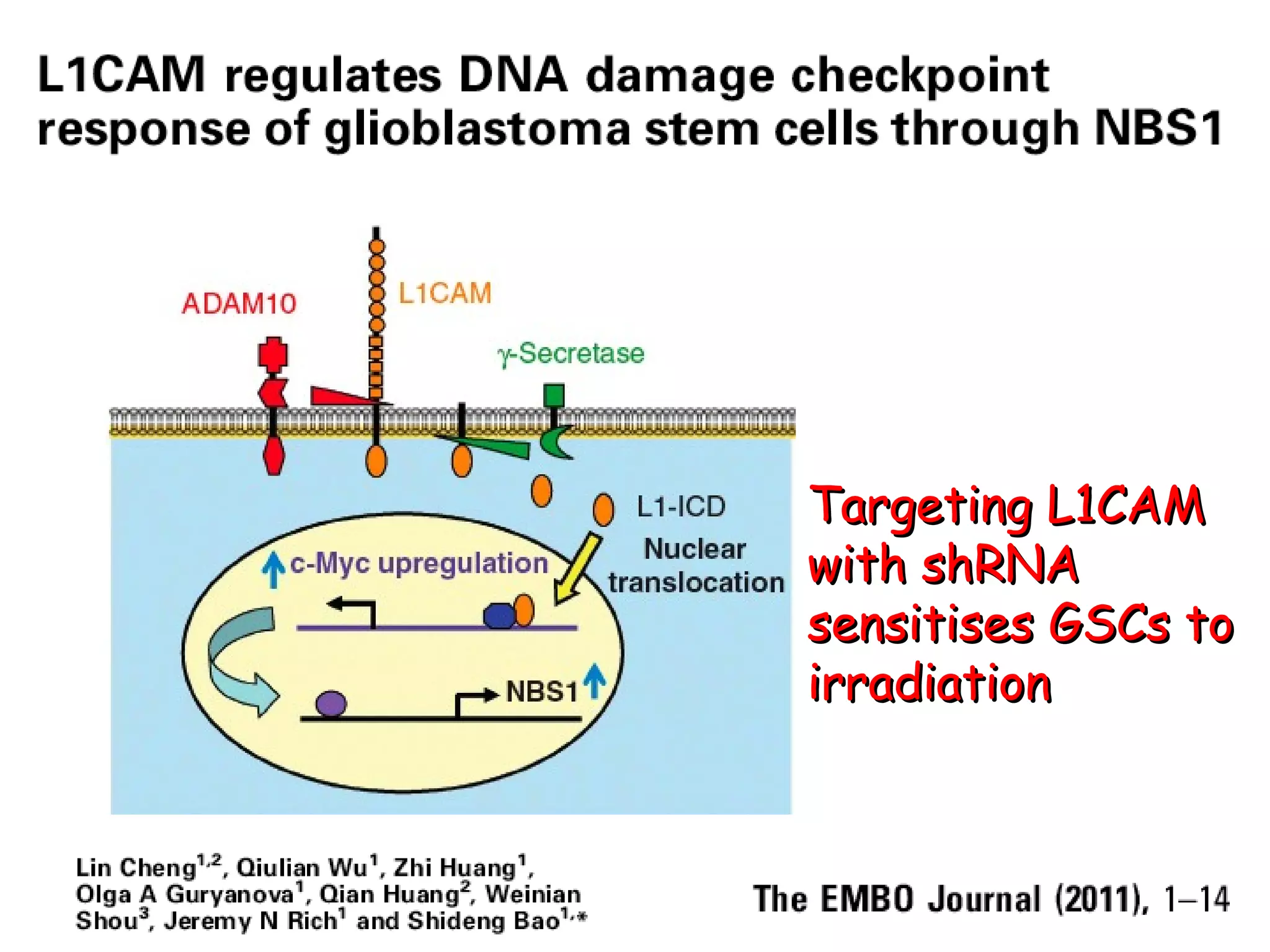 Targeting L1CAM with shRNA sensitises GSCs to irradiation 