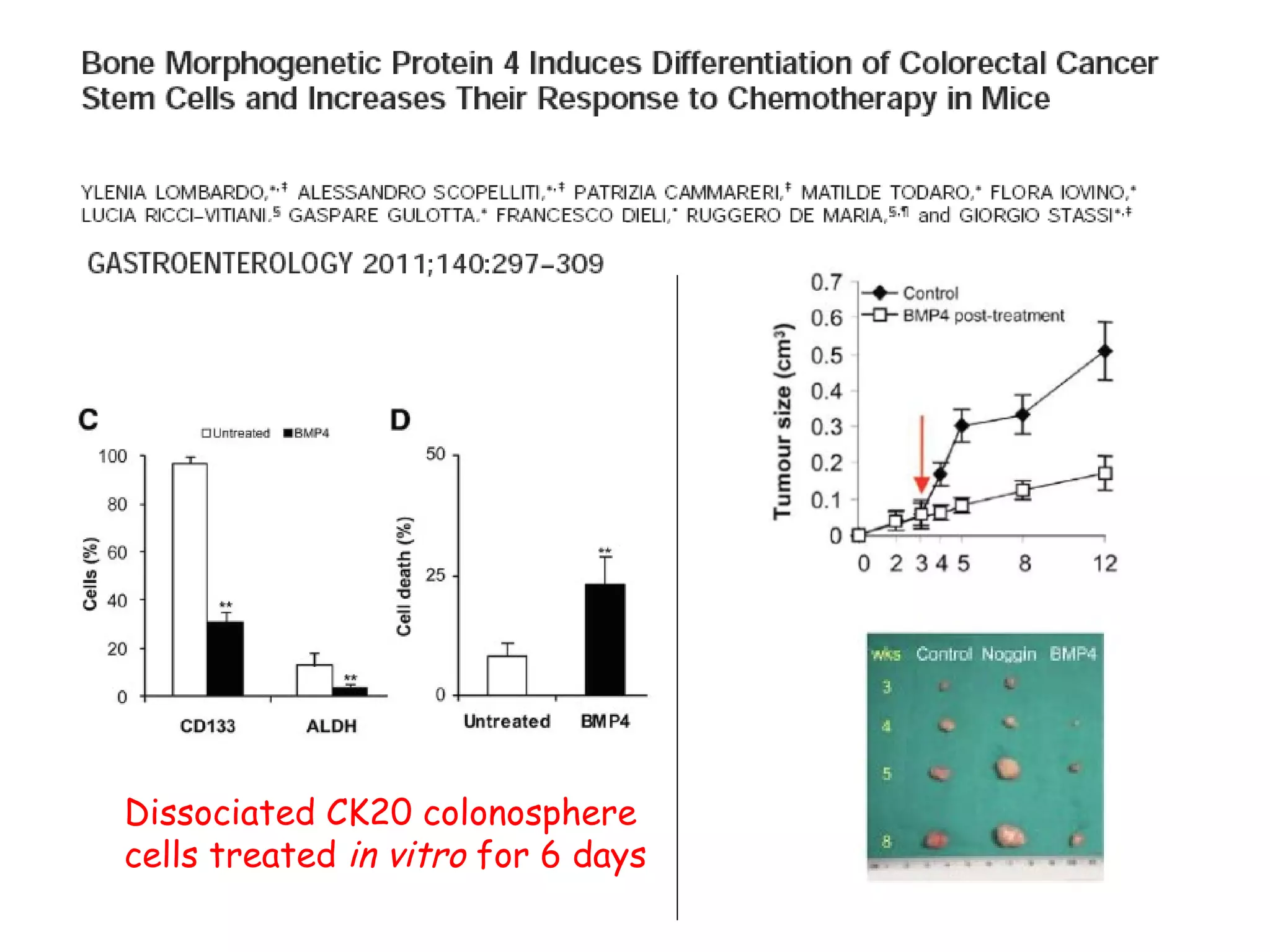 Dissociated CK20 colonosphere  cells treated  in vitro  for 6 days 