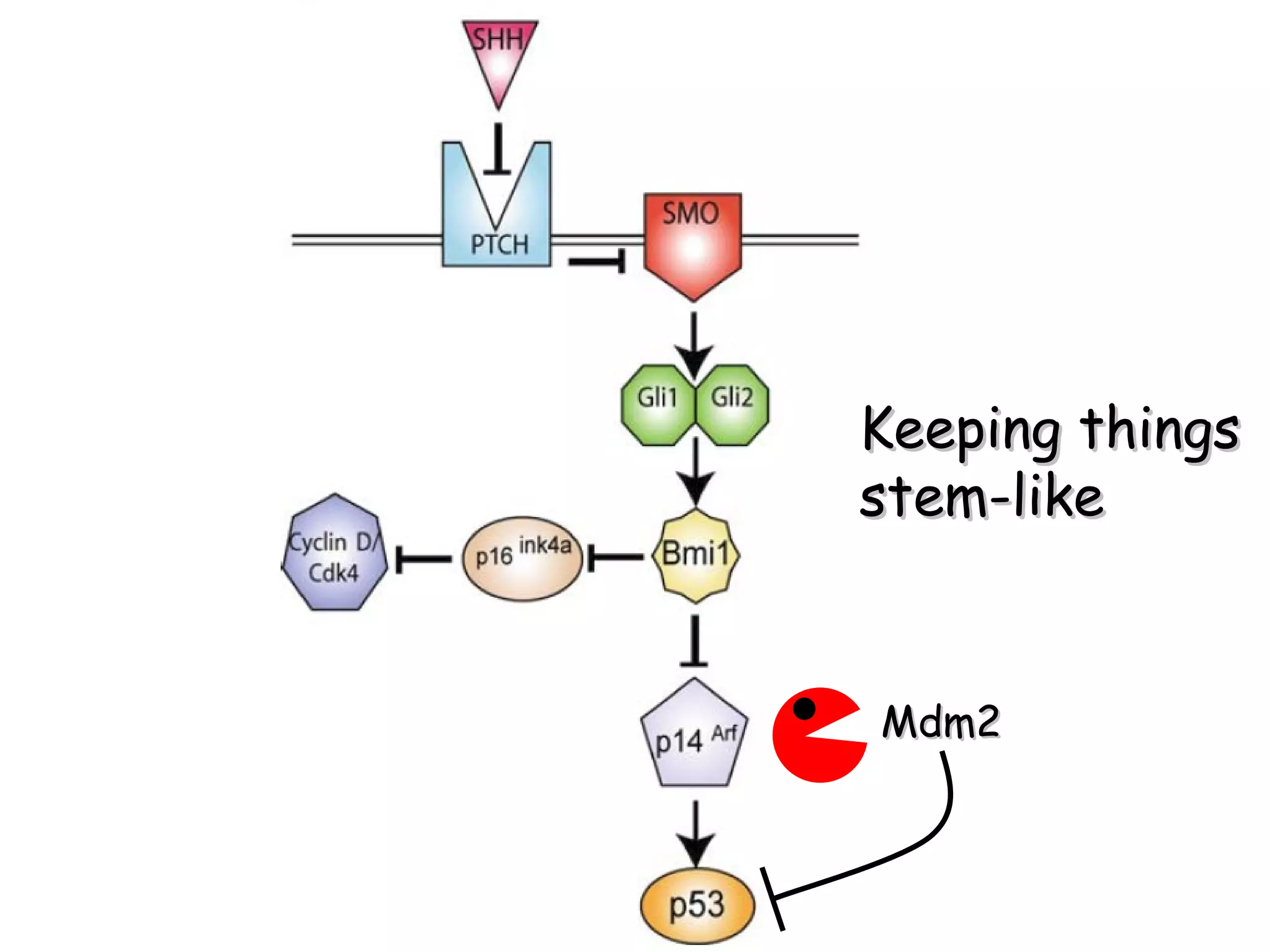 Keeping things stem-like Mdm2 
