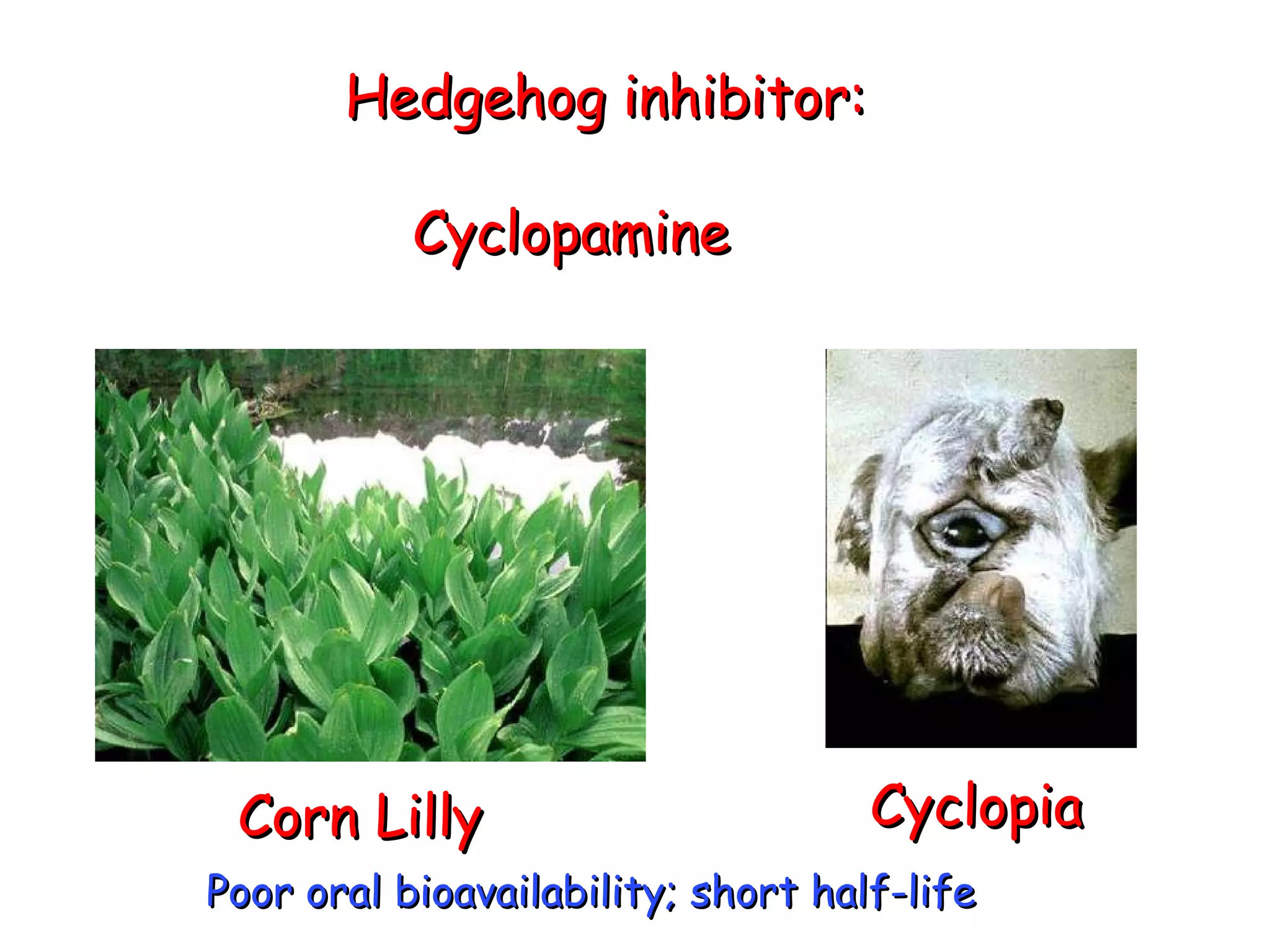 Hedgehog inhibitor: Cyclopamine Corn Lilly Cyclopia Poor oral bioavailability; short half-life 