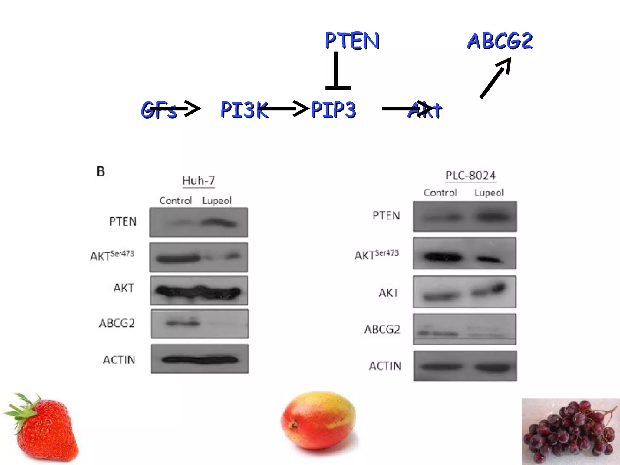 GFs  PI3K  PIP3  Akt PTEN  ABCG2 