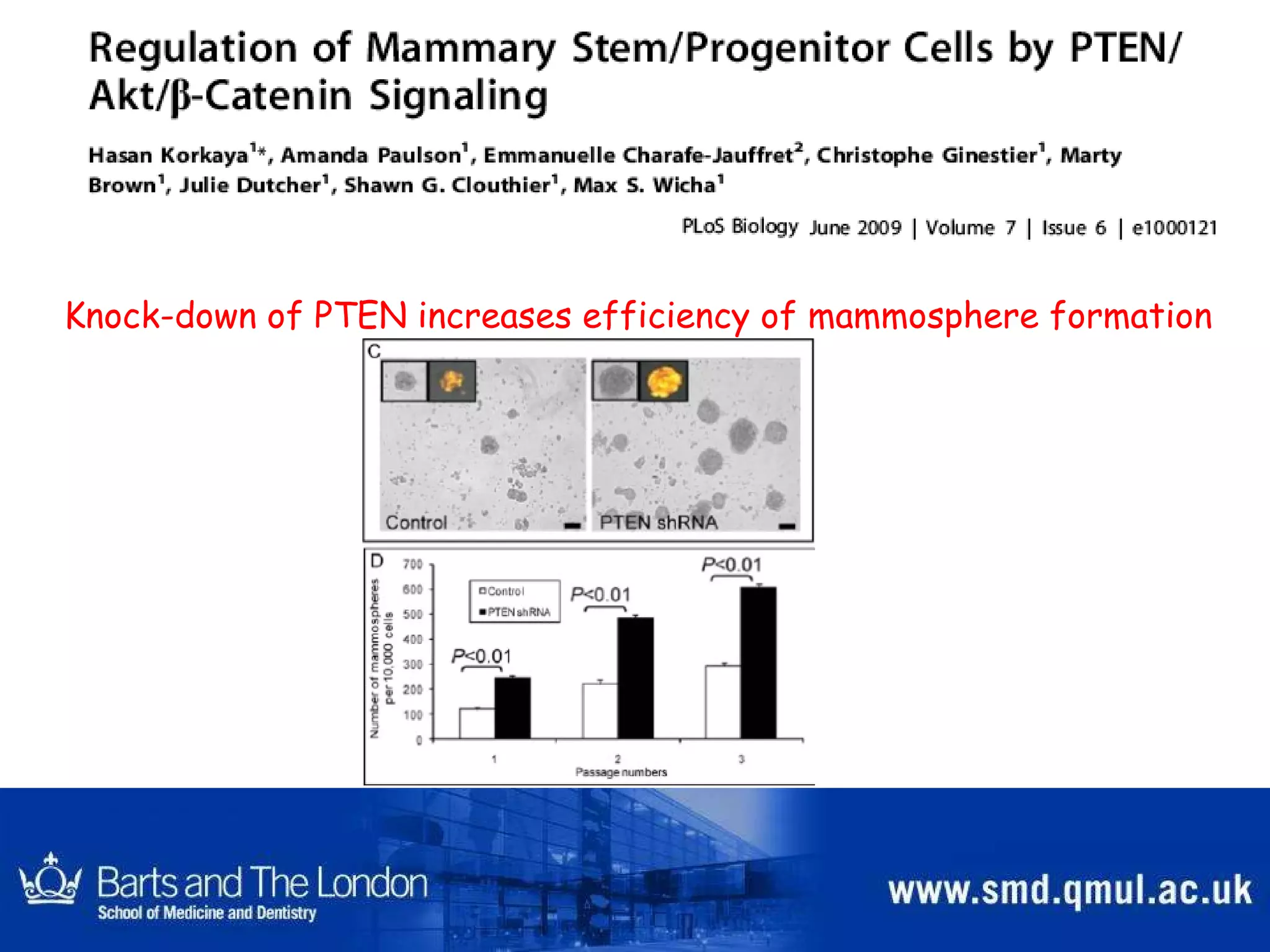 Knock-down of PTEN increases efficiency of mammosphere formation 