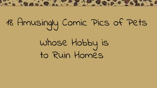 18 Amusingly Comic Pics of Pets
Whose Hobby is
to Ruin Homes
 