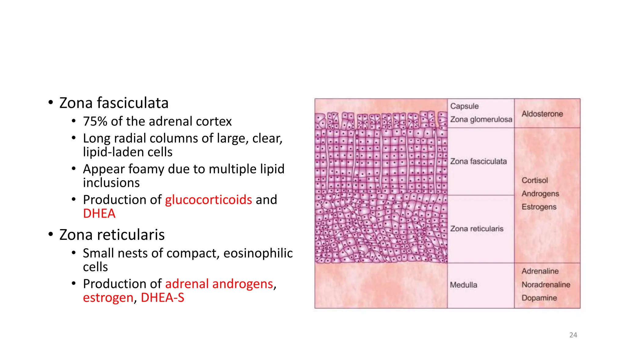 Zona Reticularis 18 Anatomy & Phsyiology of Adrenal Gland.pptx