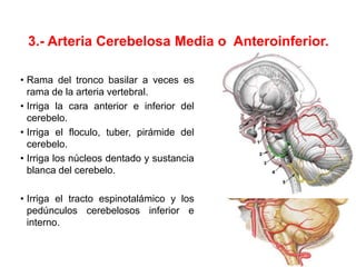 3.- Arteria Cerebelosa Media o Anteroinferior.
• Rama del tronco basilar a veces es
rama de la arteria vertebral.
• Irriga la cara anterior e inferior del
cerebelo.
• Irriga el floculo, tuber, pirámide del
cerebelo.
• Irriga los núcleos dentado y sustancia
blanca del cerebelo.
• Irriga el tracto espinotalámico y los
pedúnculos cerebelosos inferior e
interno.
 
