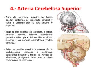 4.- Arteria Cerebelosa Superior
• Nace del segmento superior del tronco
basilar, contornea al pedúnculo cerebral y
llega al cerebelo por su cara anterior y
superior.
• Irriga la cara superior del cerebelo, el lóbulo
anterior, declive, lobulillo cuadrilátero
posterior, tuber, parte del lobulillo semilunar
superior y los núcleos cerebelosos (núcleo
dentado).
• Irriga la porción anterior y externa de la
protuberancia, incluidos el pedúnculo
cerebeloso superior y medio, la válvula de
Vieussens, y algunas rama para el plexo
coroideo del IV ventrículo.
 