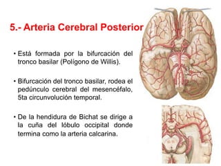 5.- Arteria Cerebral Posterior
• Está formada por la bifurcación del
tronco basilar (Polígono de Willis).
• Bifurcación del tronco basilar, rodea el
pedúnculo cerebral del mesencéfalo,
5ta circunvolución temporal.
• De la hendidura de Bichat se dirige a
la cuña del lóbulo occipital donde
termina como la arteria calcarina.
 
