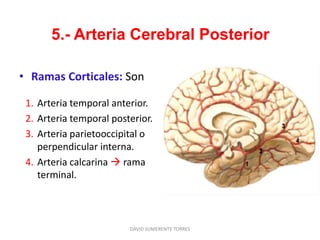 5.- Arteria Cerebral Posterior
• Ramas Corticales: Son
1. Arteria temporal anterior.
2. Arteria temporal posterior.
3. Arteria parietooccipital o
perpendicular interna.
4. Arteria calcarina  rama
terminal.
DAVID SUMERENTE TORRES
 