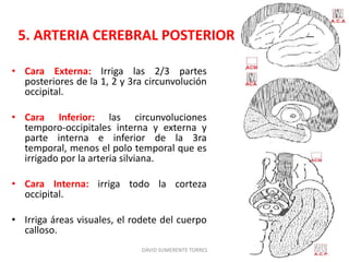 • Cara Externa: Irriga las 2/3 partes
posteriores de la 1, 2 y 3ra circunvolución
occipital.
• Cara Inferior: las circunvoluciones
temporo-occipitales interna y externa y
parte interna e inferior de la 3ra
temporal, menos el polo temporal que es
irrigado por la arteria silviana.
• Cara Interna: irriga todo la corteza
occipital.
• Irriga áreas visuales, el rodete del cuerpo
calloso.
DAVID SUMERENTE TORRES
5. ARTERIA CEREBRAL POSTERIOR
 