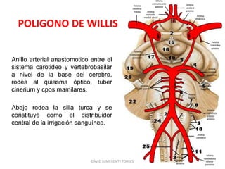 Anillo arterial anastomotico entre el
sistema carotideo y vertebrobasilar
a nivel de la base del cerebro,
rodea al quiasma óptico, tuber
cinerium y cpos mamilares.
Abajo rodea la silla turca y se
constituye como el distribuidor
central de la irrigación sanguínea.
POLIGONO DE WILLIS
DAVID SUMERENTE TORRES
 