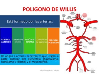 POLIGONO DE WILLIS
DAVID SUMERENTE TORRES
Está formado por las arterias:
CEREBRAL
ANTERIOR
Comunicante
anterior
CARÓTIDA
INTERNA
Comunican
te posterior
CEREBRAL
POSTERIOR
.
Da origen a arterias penetrantes que irrigan la
parte anterior del diencéfalo (hipotálamo,
subtálamo y tálamo) y el mesencéfalo.
 