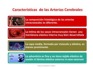 Características de las Arterias Cerebrales
DAVID SUMERENTE TORRES
La composición histológica de las arterias
intracraneales es diferente.
La íntima de los vasos intracraneales tienen una
membrana elástica interna muy bien desarrollada.
La capa media, formada por músculo y elástica, es
menos prominente.
La adventicia es fina y no tiene tejido elástico de
sostén ni lámina elástica externa ni vasa vasorum.
 