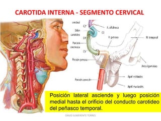 CAROTIDA INTERNA - SEGMENTO CERVICAL
DAVID SUMERENTE TORRES
Posición lateral asciende y luego posición
medial hasta el orificio del conducto carotideo
del peñasco temporal.
 
