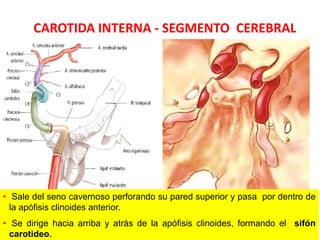 CAROTIDA INTERNA - SEGMENTO CEREBRAL
DAVID SUMERENTE TORRES
• Sale del seno cavernoso perforando su pared superior y pasa por dentro de
la apófisis clinoides anterior.
• Se dirige hacia arriba y atrás de la apófisis clinoides, formando el sifón
carotideo.
 