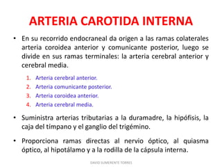 ARTERIA CAROTIDA INTERNA
• En su recorrido endocraneal da origen a las ramas colaterales
arteria coroidea anterior y comunicante posterior, luego se
divide en sus ramas terminales: la arteria cerebral anterior y
cerebral media.
1. Arteria cerebral anterior.
2. Arteria comunicante posterior.
3. Arteria coroidea anterior.
4. Arteria cerebral media.
• Suministra arterias tributarias a la duramadre, la hipófisis, la
caja del tímpano y el ganglio del trigémino.
• Proporciona ramas directas al nervio óptico, al quiasma
óptico, al hipotálamo y a la rodilla de la cápsula interna.
DAVID SUMERENTE TORRES
 