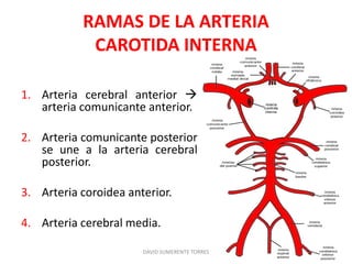 RAMAS DE LA ARTERIA
CAROTIDA INTERNA
1. Arteria cerebral anterior 
arteria comunicante anterior.
2. Arteria comunicante posterior
se une a la arteria cerebral
posterior.
3. Arteria coroidea anterior.
4. Arteria cerebral media.
DAVID SUMERENTE TORRES
 