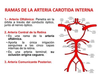 RAMAS DE LA ARTERIA CAROTIDA INTERNA
1.- Arteria Oftálmica: Penetra en la
órbita a través del conducto óptico,
junto al nervio óptico.
2. Arteria Central de la Retina
• Es una rama de la arteria
oftálmica.
• Aporta la única irrigación
sanguínea a las cinco capas
internas de la retina.
• Es una arteria terminal; su
oclusión origina ceguera.
3. Arteria Comunicante Posterior.
 